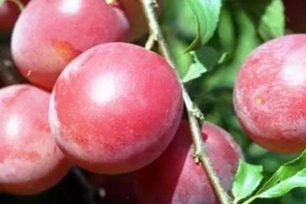 Ярило посадка алычи36