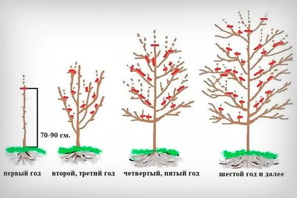 ярусная1 Обрезка яблони71