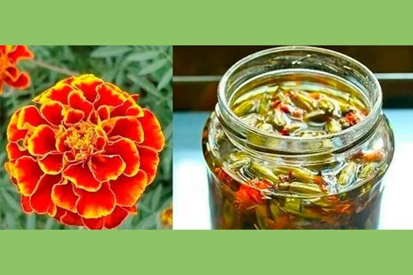 бархатцевый трипсы2