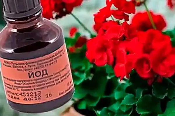 Йод как удобрять пеларгонию16