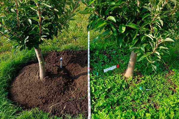 задернение уход за грушей15