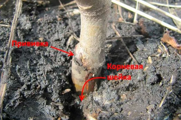 Заглублённая шейка