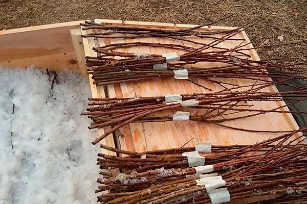 Заготовка черенков и их хранение