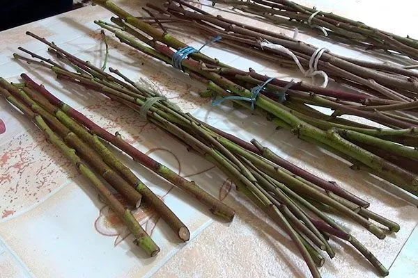 Заготовка черенков и их хранение2