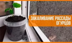 Закалка рассады огурцов Санькина любовь4