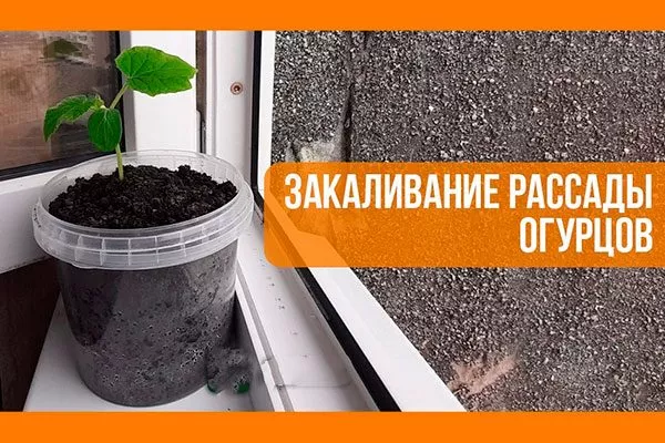 Закалка рассады огурцов Санькина любовь4