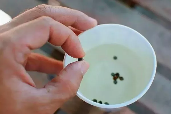 Замачивание перед посевом Размножение ирги6