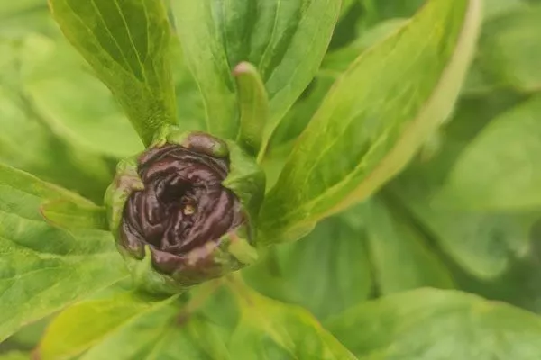 замедление роста бутонов от нематоды сохнут бутоны пиона4