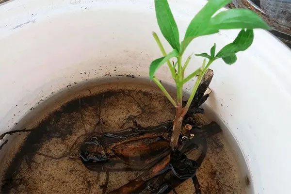 замочите посадочный материал в растворе фунгицида и стимулятора корнеобразования2 методы размножения пионов14