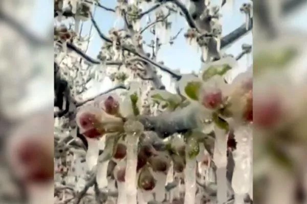 заморозки нет плодов у алычи2