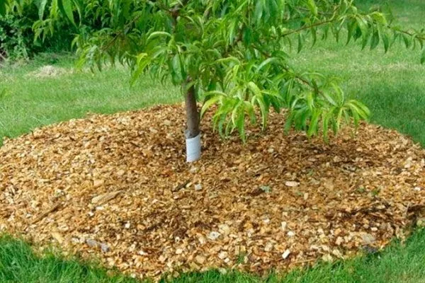 Замульчируйте приствольный круг Обрезка яблони16