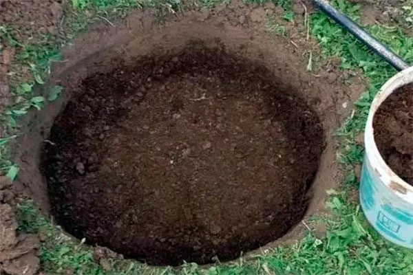 Заполните яму плодородной землёй пересадка пионов12