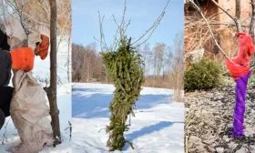 Защита от мороза и грызунов яблони уральское наливное6