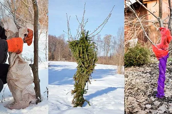 Защита от мороза и грызунов яблони уральское наливное6