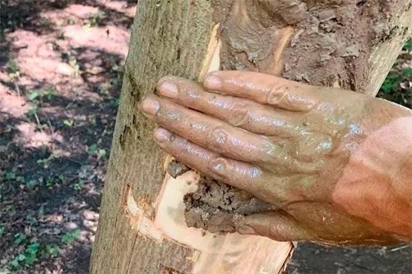 защитный слой садовой замазки трескается кора груши7