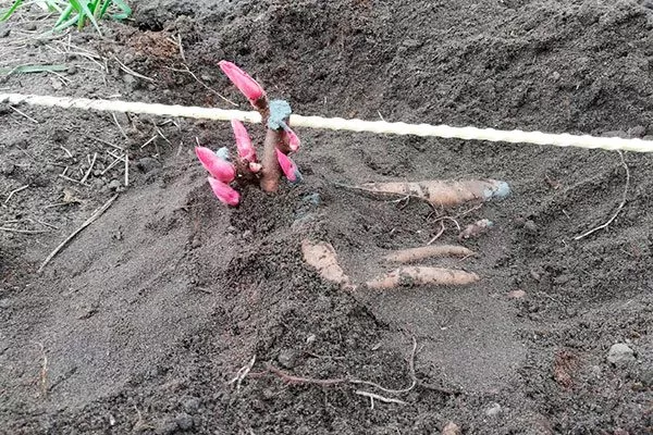 Засыпьте корни почвой пересадка пионов13