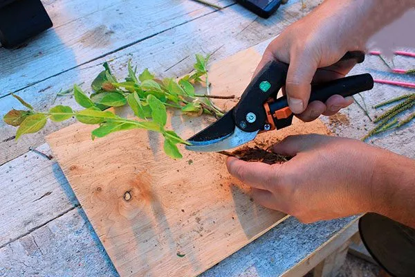 зеленое черенкование размножение алычи9