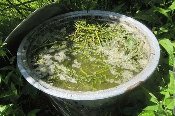 зеленое удобрение Подкормка алычи15