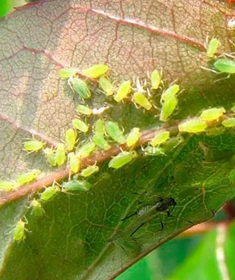 Зелёная тля на листьях груши Тля на груше14