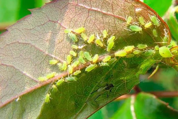 Зелёная тля на листьях груши Тля на груше14