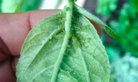 зелёная тля Яблони Долго3