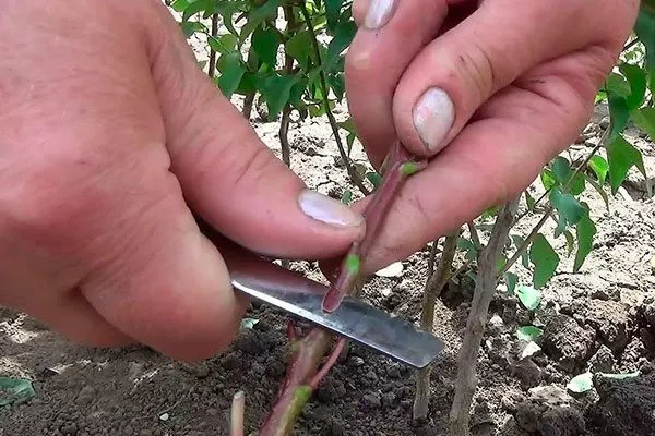 Зелёных черенков размножение алычи8