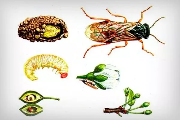 ZHeltyj-slivovyj-pililshhik способы борьбы1