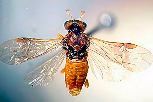 желтый пилильщик способы борьбы9