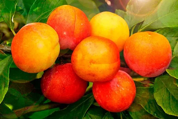 Жемчужина Урала для сибири и урала11