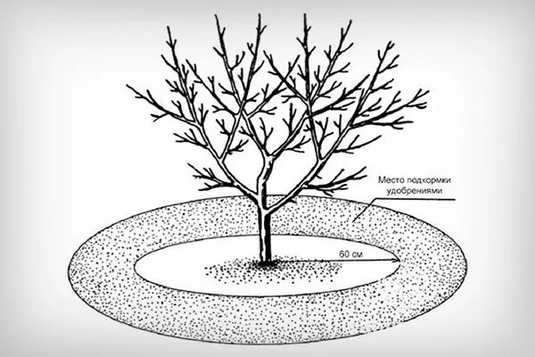 жидкие удобрения вносите в заранее выкопанные канавки по кругу на расстоянии 60-80 см от ствола Подкормка алычи14