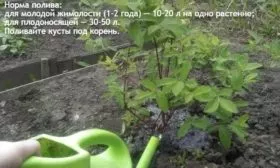 полив жимолости Пушкинская