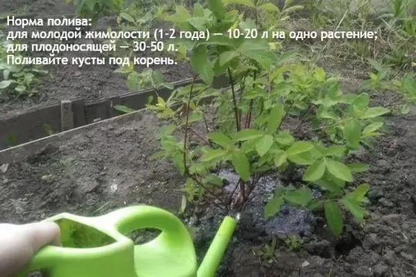 полив жимолости Пушкинская