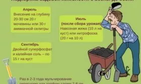 подкормка жимолости Пушкинская