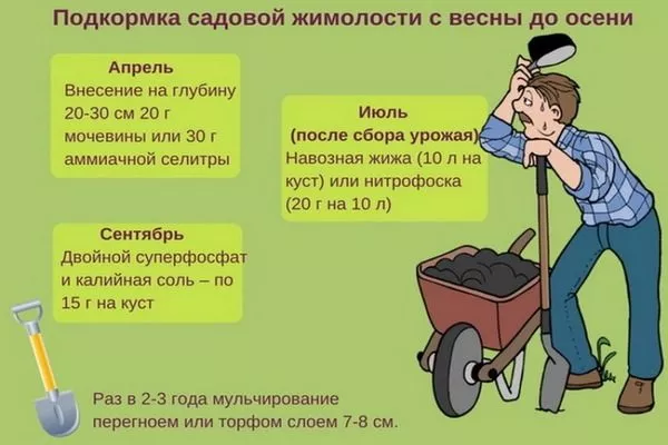 подкормка жимолости Пушкинская