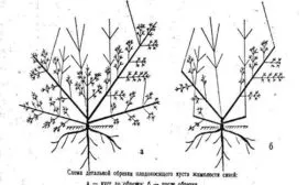 схема обрезки жимолости Пушкинская