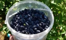 урожай жимолости Пушкинская