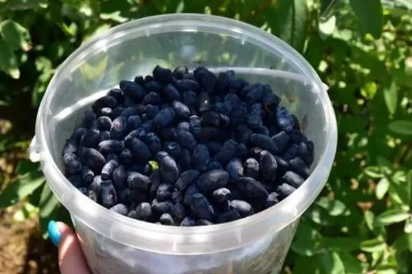 урожай жимолости Пушкинская