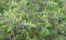 куст Пушкинской