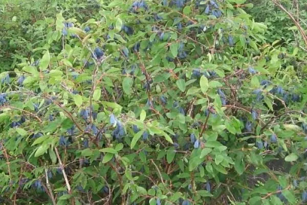 куст Пушкинской