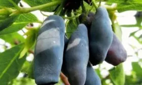 плоды жимолости Пушкинская