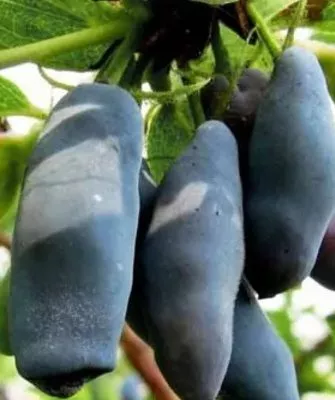 плоды жимолости Пушкинская