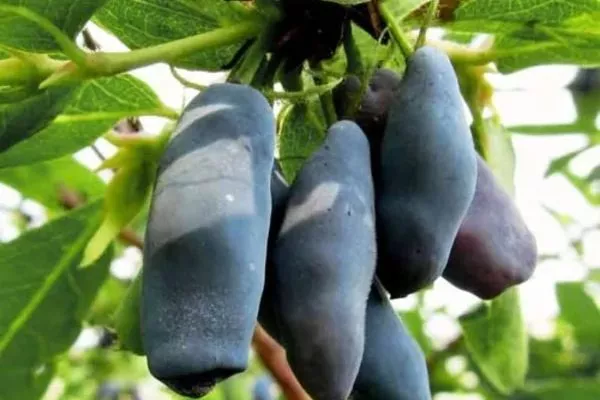 плоды жимолости Пушкинская