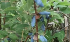 сорт жимолости Пушкинская