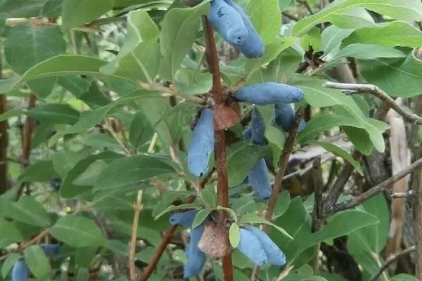 сорт жимолости Пушкинская