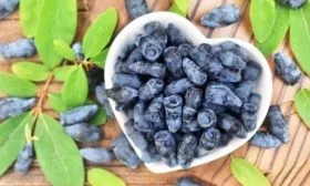 плоды жимолости Пушкинская - полезный десерт