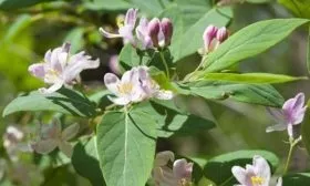 цветение жимолости Пушкинская