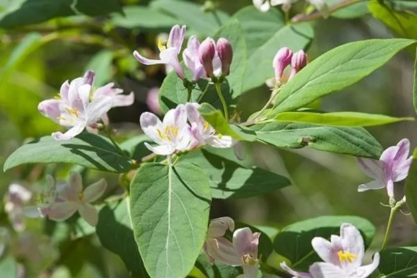 цветение жимолости Пушкинская