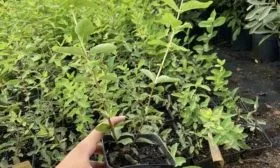 саженец жимолости с закрытой корневой системой, сорт Пушкинская