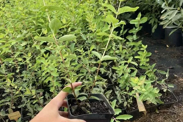 саженец жимолости с закрытой корневой системой, сорт Пушкинская