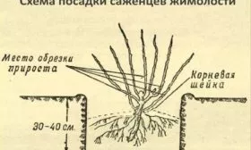 посадка жимолости Пушкинская